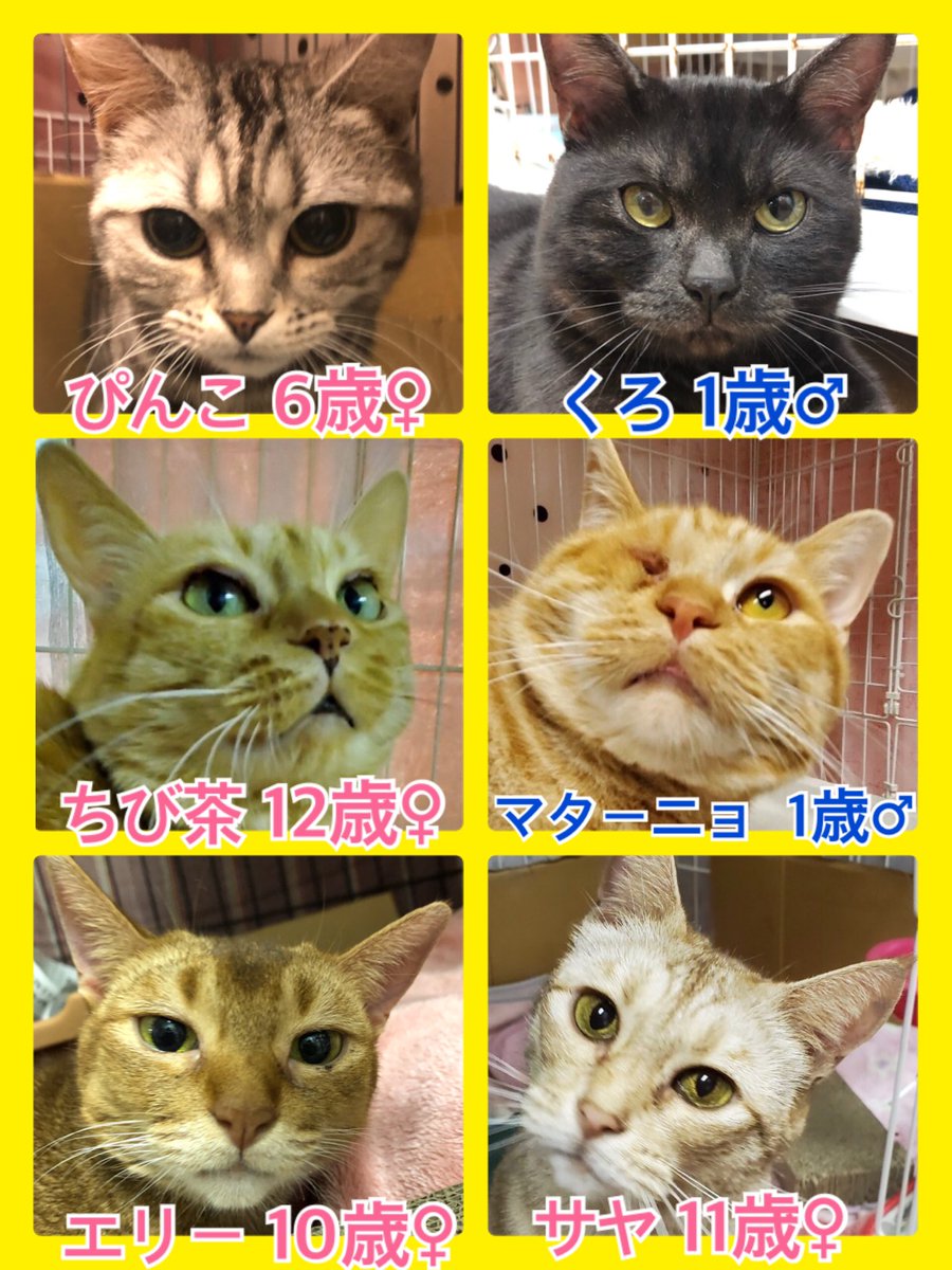 🐾今日の里親様募集中ニャンコ🐱メンバーです🐾2020,5,24